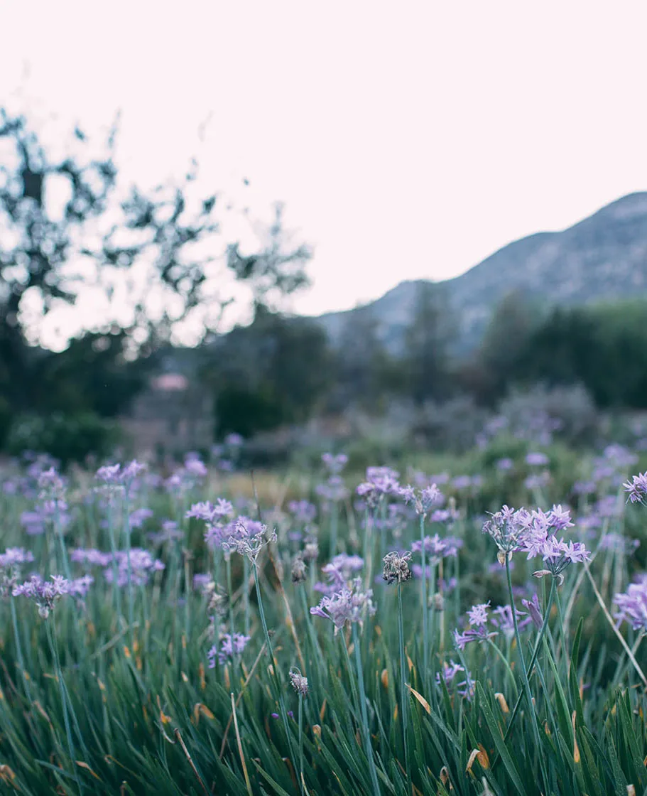 Espacios para bodas en Rancho La Puerta — Tecate
