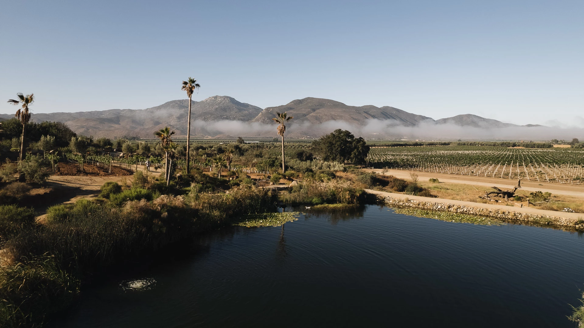 Boda en Bruma — Valle de Guadalupe, Baja California